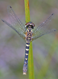 Elfin Skimmer